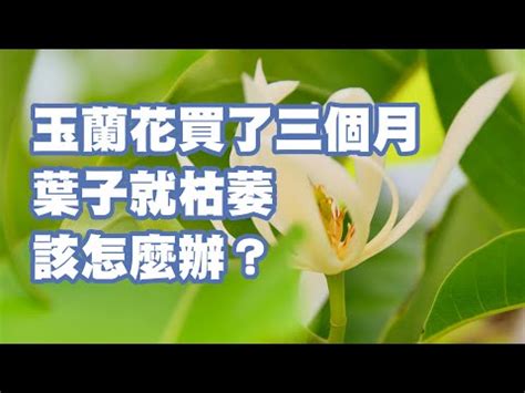 玉蘭花 陰|【玉蘭花招陰】超級驚人！玉蘭花招陰引發的禁忌，全面解析玉蘭。